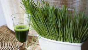  Wheatgrass juice: the benefits and harm, especially cooking