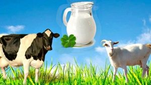  Comparison of goat milk with cow milk: which is more useful and how does it differ in composition?