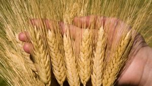  Durum wheat varieties: description, characteristics of cultivation and production