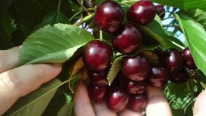  Cherry Shpanka: description of the variety and cultivation