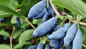  Honeysuckle: description of the plant and variety of varieties