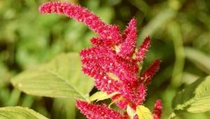  Amaranth: useful properties, contraindications and use