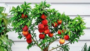  How to grow peach bones?