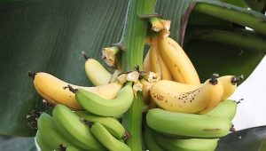  Indoor banana: varieties and their cultivation