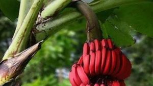  Red bananas: what is the difference from yellow fruits and how to cook them?