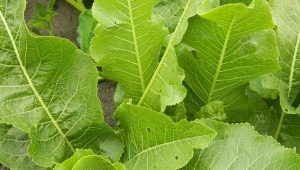  Horseradish leaves: use, beneficial properties and contraindications