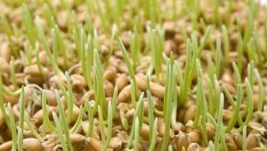  Germinated wheat: the benefits and harm, the rules of reception and features of germination of grain