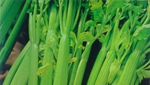  Celery: the benefits and harms to women’s health, tips on eating