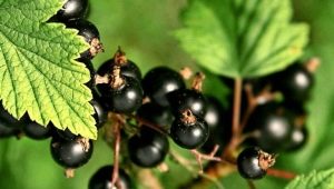  Types and the best varieties of black currant