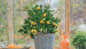  Growing citrus indoor plants