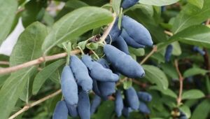  Honeysuckle during pregnancy