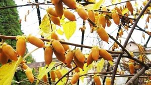  Polygamine Actinidia: Description, Varieties, Properties and Applications