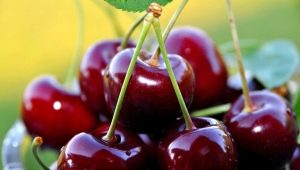  Cherry in diabetes mellitus type 2: is it possible to use and what are the limitations?