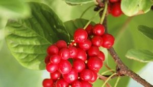  What can be prepared from the berries of Chinese Schizandra?