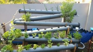  What is hydroponics and how to choose equipment for growing vegetables?