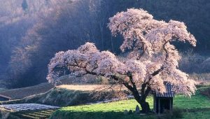  How to grow sakura from seed?