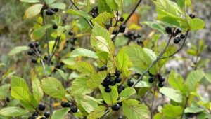  What berries are poisonous and how to distinguish them from edible?