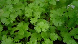  Cilantro: health benefits and harm, features of use