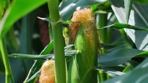  Corn silk: the benefits and harm, methods of use