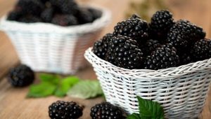  Forest Blackberry: Leírás és tulajdonságok