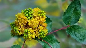  Mahonia: types, properties and uses