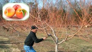  Peach pruning: why do we need the procedure and how to carry it out?