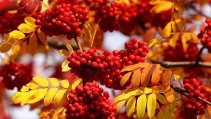  Description, properties and collection of autumn berries