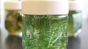  What helps fennel decoction and how to apply it correctly?