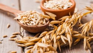  Oats: useful properties and contraindications in the treatment of diseases, recipes of traditional medicine