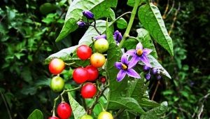  Nightshade bitter: description, cultivation and application