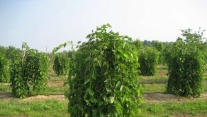  Weeping Mulberry: Key Features and Cultivation Tips