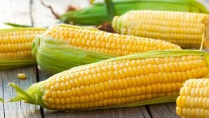  The benefits and harm of corn, its nutritional and energy value