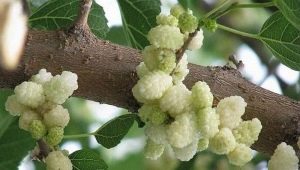  White mulberry: varieties, benefits and harm of berries, cultivation