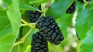  Black mulberry: features of varieties, properties of berries and tips on growing