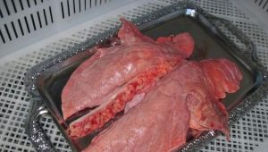  Pork lungs: properties, composition and recipes