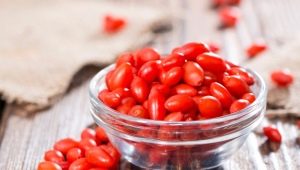  Goji berries: planting and plant care features