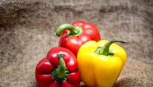  Calorie, properties and composition of Bulgarian red pepper