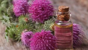  Thistle oil: the benefits and harm, composition and use