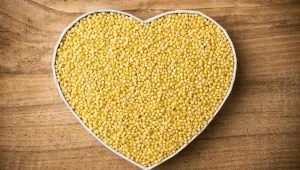  Millet in cystitis: indications and contraindications of treatment, prescriptions