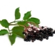  Elderberry black