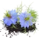  Black cumin (nigella, noggin, kalindzhi)