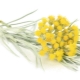  Homokos immortelle (Cmin)