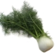  Fennel (pharmacy dill)