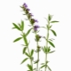 Hyssop (orbáncfű, agastahis)