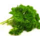  Chervil