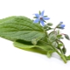  Cucumber herb (borage, borage)