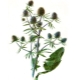  Eryngium (erngium)