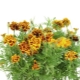  Marigold (Tagetes)