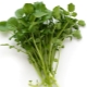  Watercress (medicated)