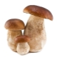  White mushroom (boletus)